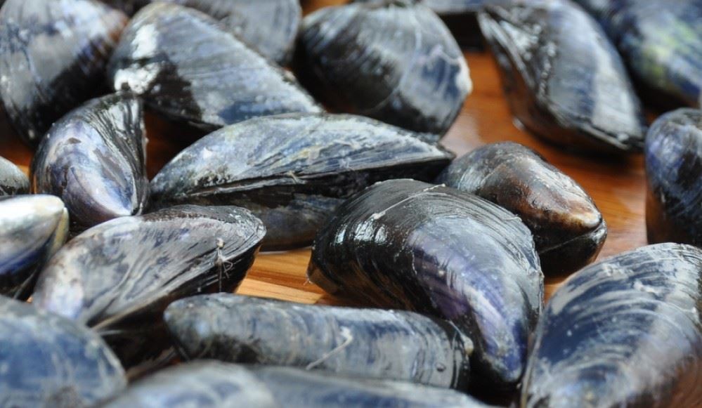 how to store fresh mussels before cooking